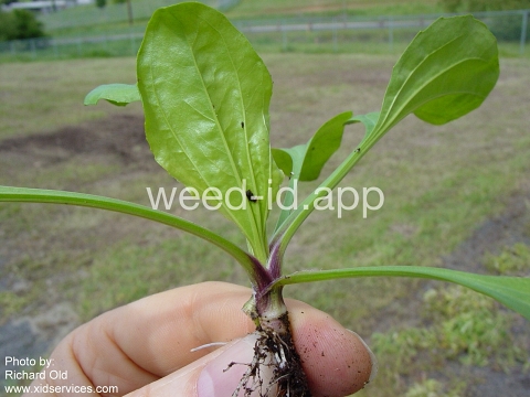 plantain, blackseed